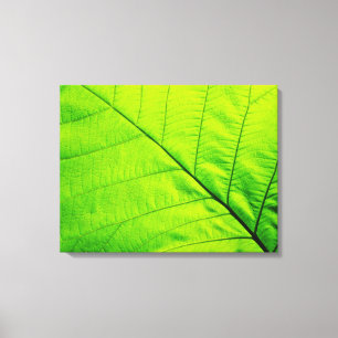 Macro Green Leaf Wrapped Canvas