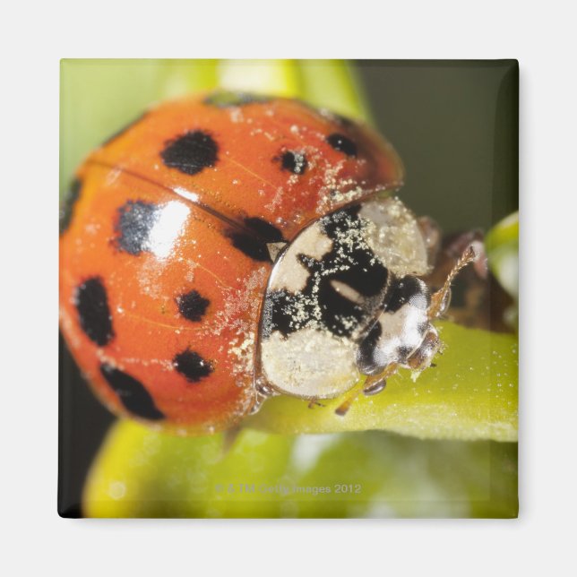 Macro; Horizontal; Colour; Colour; Nobody 2 Magnet (Front)