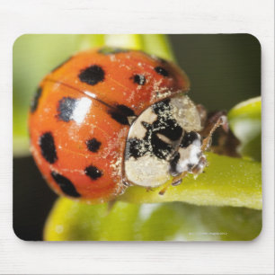 Macro; Horizontal; Colour; Colour; Nobody 2 Mouse Mat
