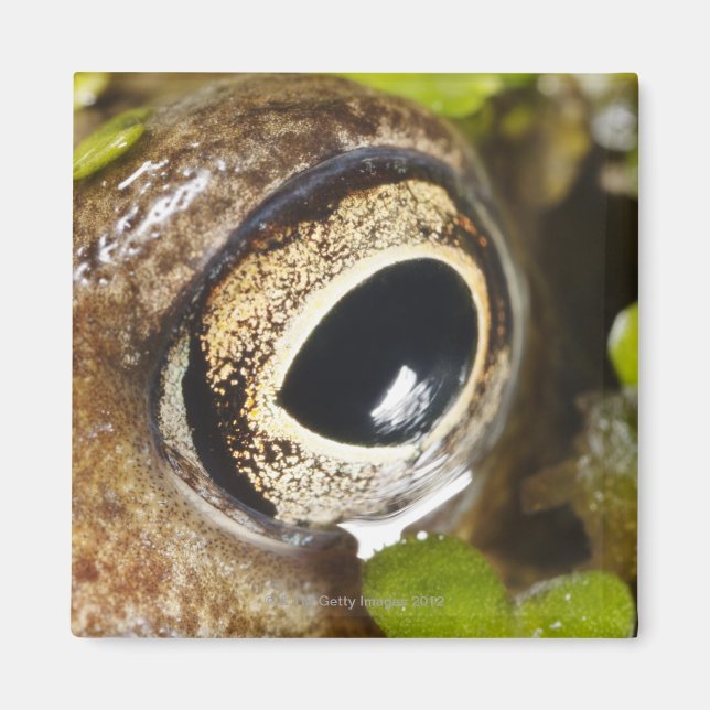 Macro; Horizontal; Colour; Colour; Nobody Magnet (Front)