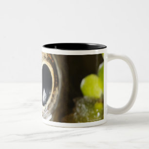 Macro; Horizontal; Colour; Colour; Nobody Two-Tone Coffee Mug