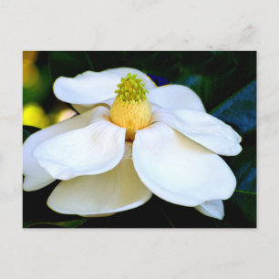 macro image Magnolia flower Postcard