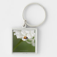 Macro image of a Ladybird on a wild flower