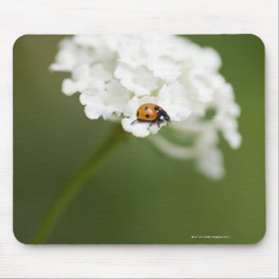 Macro image of a Ladybird on a wild flower Mouse Mat