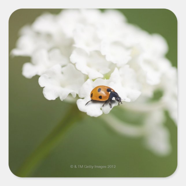 Macro image of a Ladybird on a wild flower Square Sticker (Front)