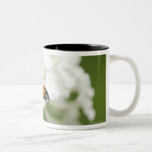 Macro image of a Ladybird on a wild flower Two-Tone Coffee Mug