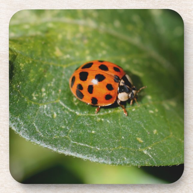 Macro Ladybug Nature Coaster Set (Front)