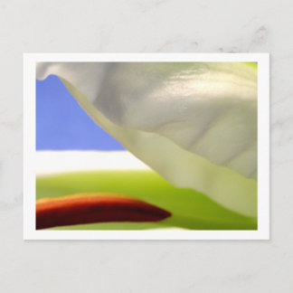 Macro Lily II Postcard