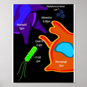 Macro Microbiology Poster