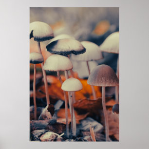 Macro Mushrooms Poster