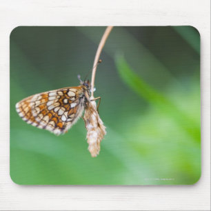 Macro of a butterfly- Boloria euphrosyne on Mouse Mat