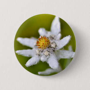 Macro of edelweiss flower 6 cm round badge