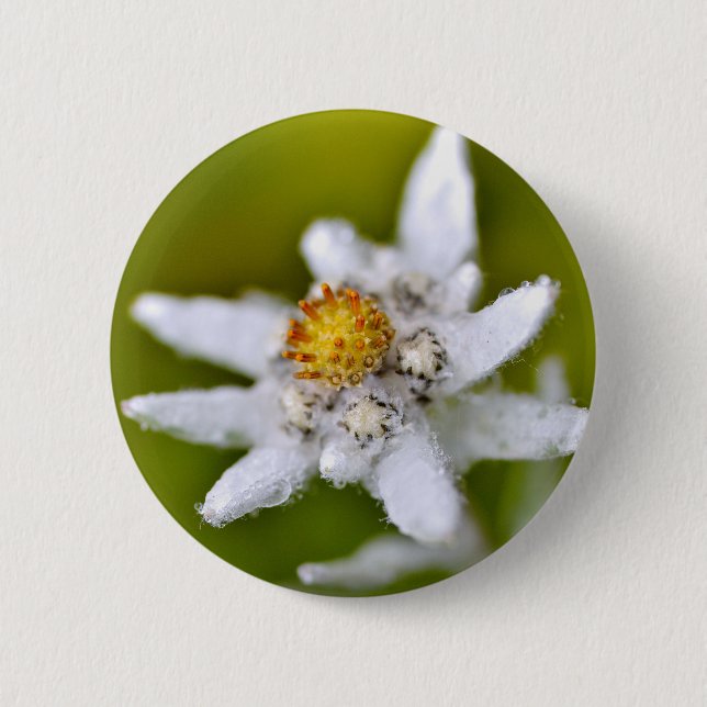 Macro of edelweiss flower 6 cm round badge (Front)