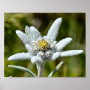 Macro of edelweiss flower foil poster