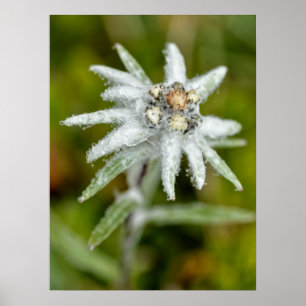 Macro of edelweiss flower  poster