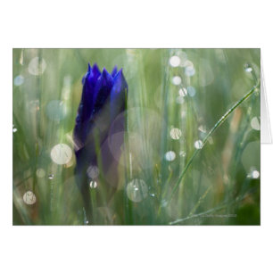 macro of gentian (Gentianella) with soft focus