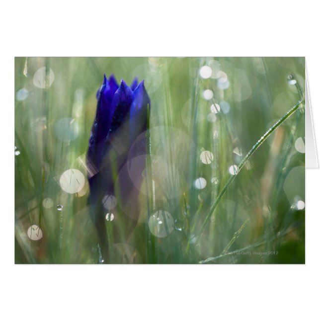 macro of gentian (Gentianella) with soft focus (Front Horizontal)