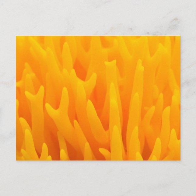 Macro Of Mushroom Postcard (Front)