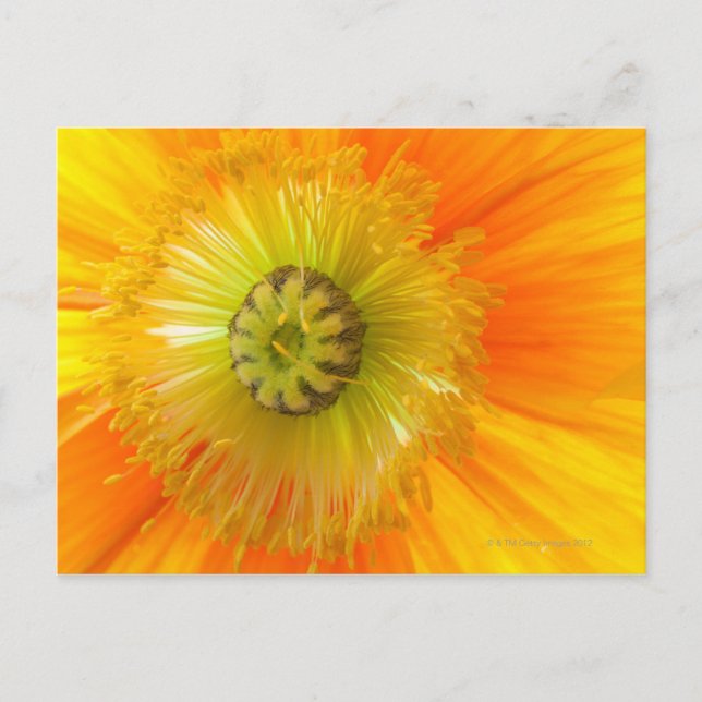 Macro of orange poppy with low depth of field postcard (Front)