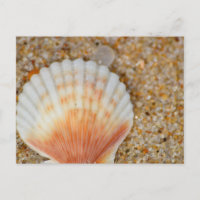 Macro of Scallop Sea Shell in the Sand on Beach