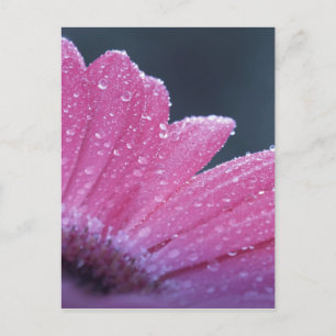 Macro photo flower postcard