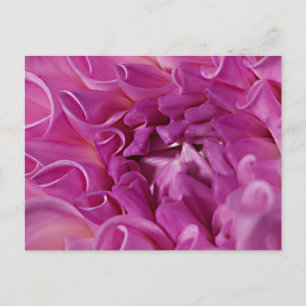 Macro photo flower postcard