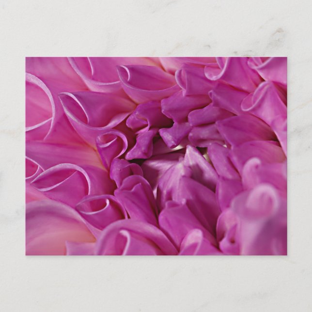 Macro photo flower postcard (Front)