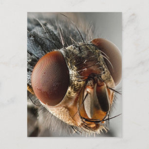 Macro photo of a fly postcard