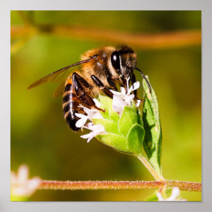 Macro photo of a honeybee  poster