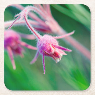 Macro photo of prairie flowers in Montana Square Paper Coaster
