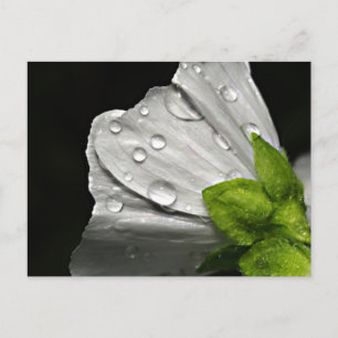 Macro photo white flower postcard