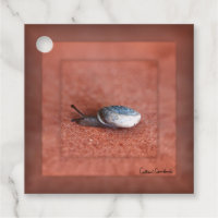 Macro Photograph of Snail on Terracotta