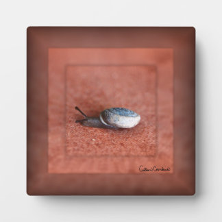 Macro Photograph of Snail on Terracotta Plaque