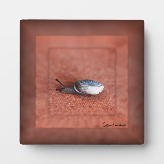 Macro Photograph of Snail on Terracotta Plaque (Front)