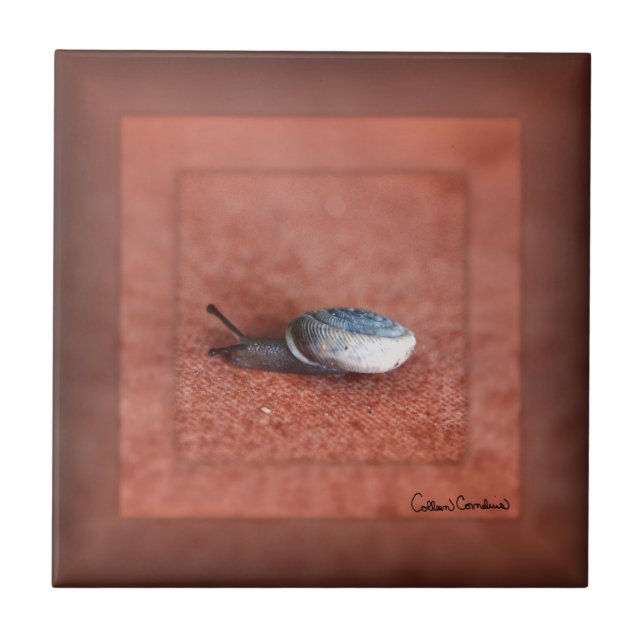 Macro Photograph of Snail on Terracotta Tile (Front)