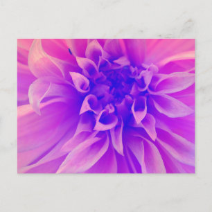Macro Pink Flower Postcard