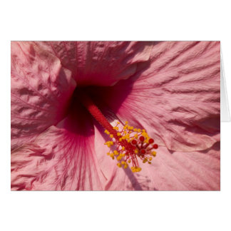 Macro Pink Hibiscus Flower