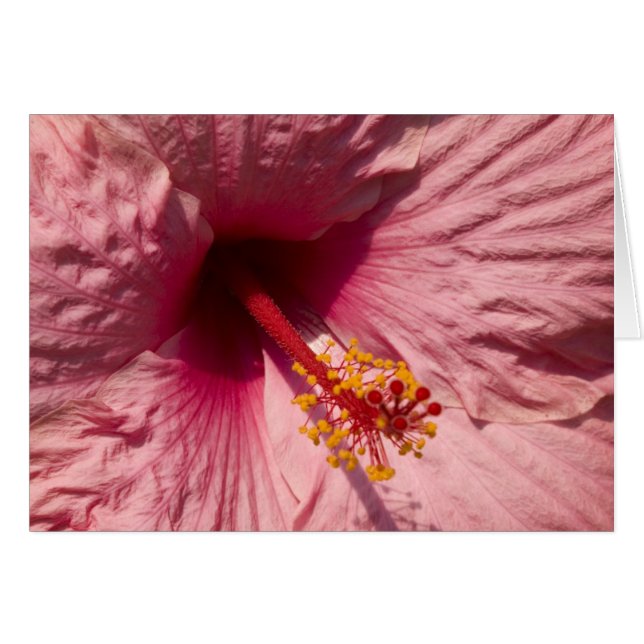 Macro Pink Hibiscus Flower (Front Horizontal)