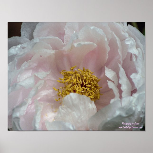 Macro Pink Peony Flower Centre Poster (Front)