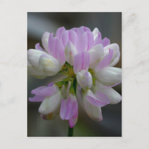 Macro Pink Wildflower Floral Postcard