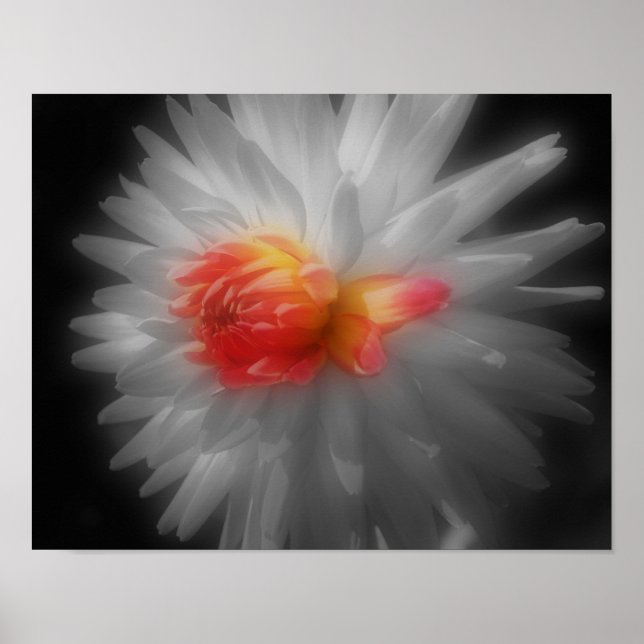 Macro Red Dahlia BW Partial Colour Flower Poster (Front)