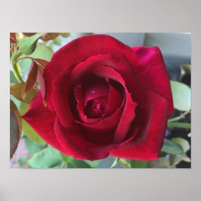 Macro Red Rose Poster (Front)