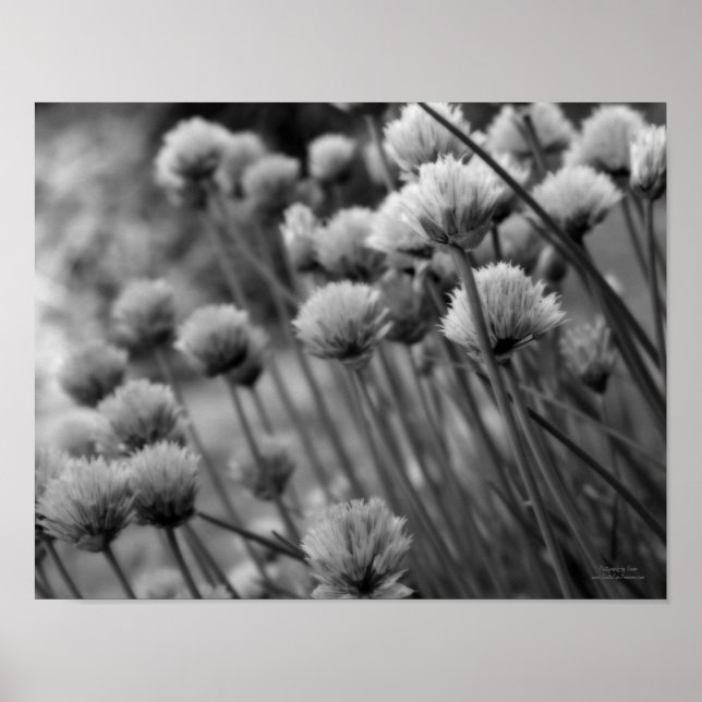 Macro Scallions Floral Black White Print (Front)
