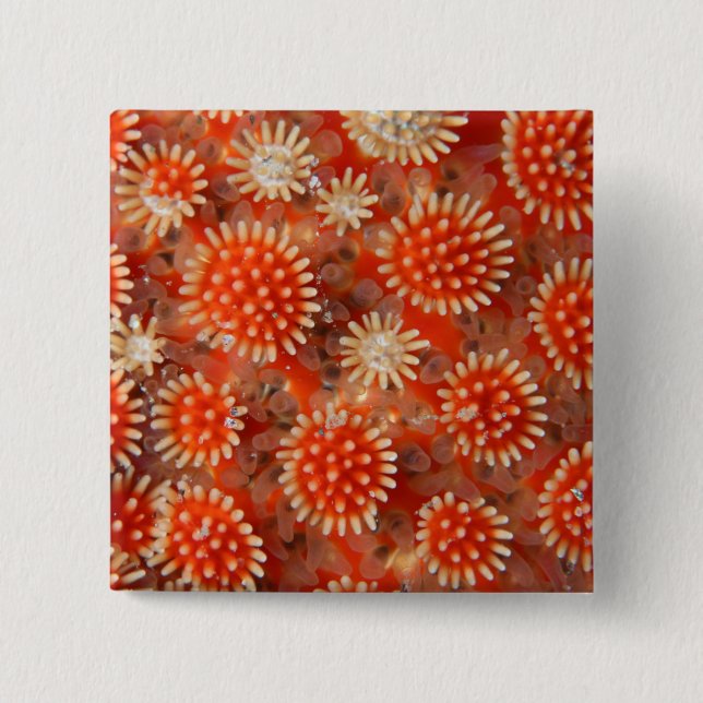 Macro Sea Star 15 Cm Square Badge (Front)