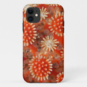 Macro Sea Star iPhone 11 Case
