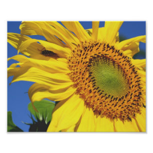 Macro Sunflower And Friend 10x8 Flower Print