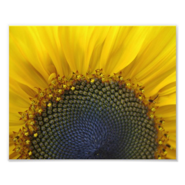Macro Sunflower Photo Print (Front)