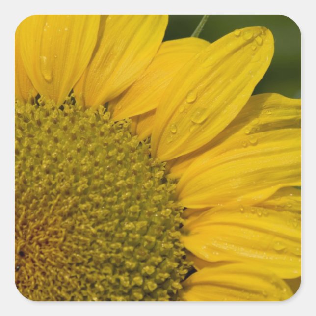 Macro Sunflower With Raindrops Square Sticker (Front)