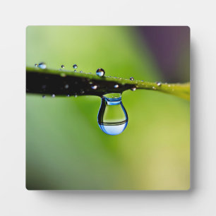 Macro water drops plaque