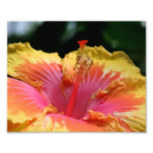 Macro Yellow Hibiscus Petals 10x8 Flower Print